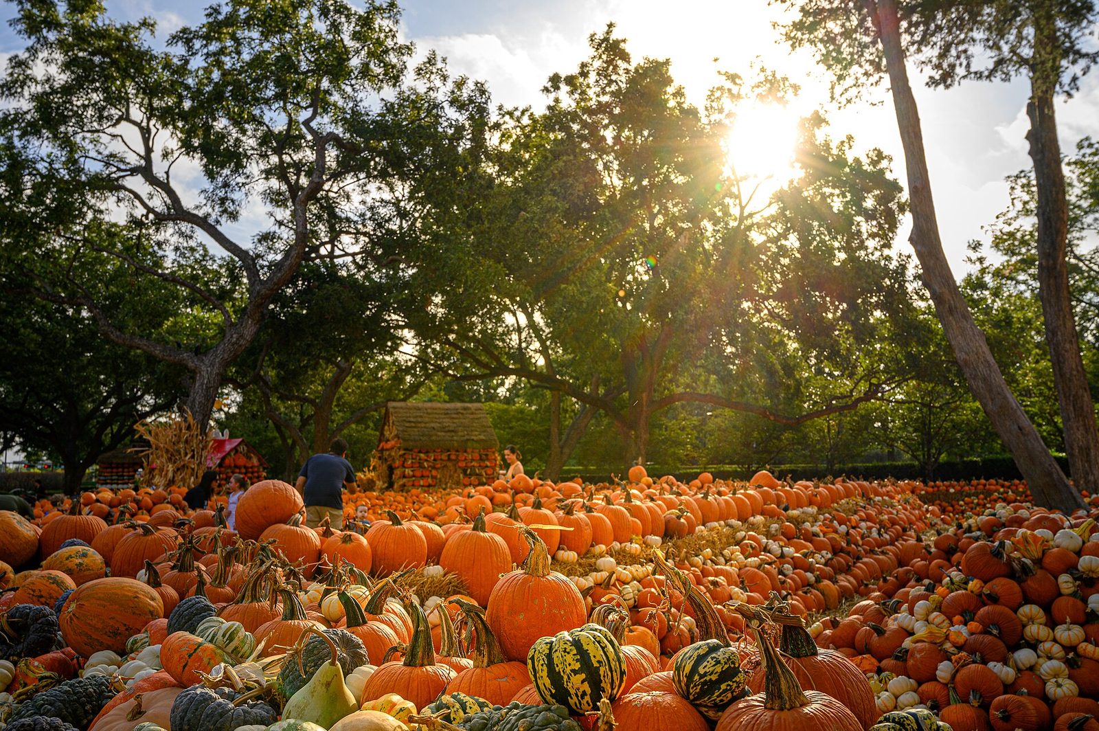Dallas Arboretum Visitor Guide: Best Season, Tickets, Parking and Gardens