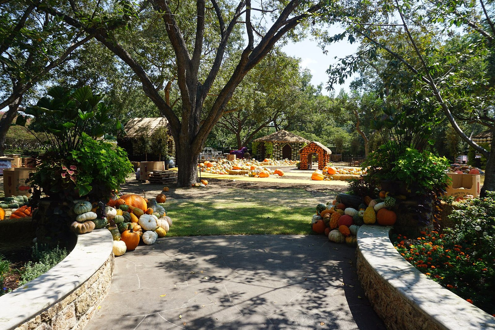 Pumpkins lining a garden path during Autumn at the Dallas Arboretum