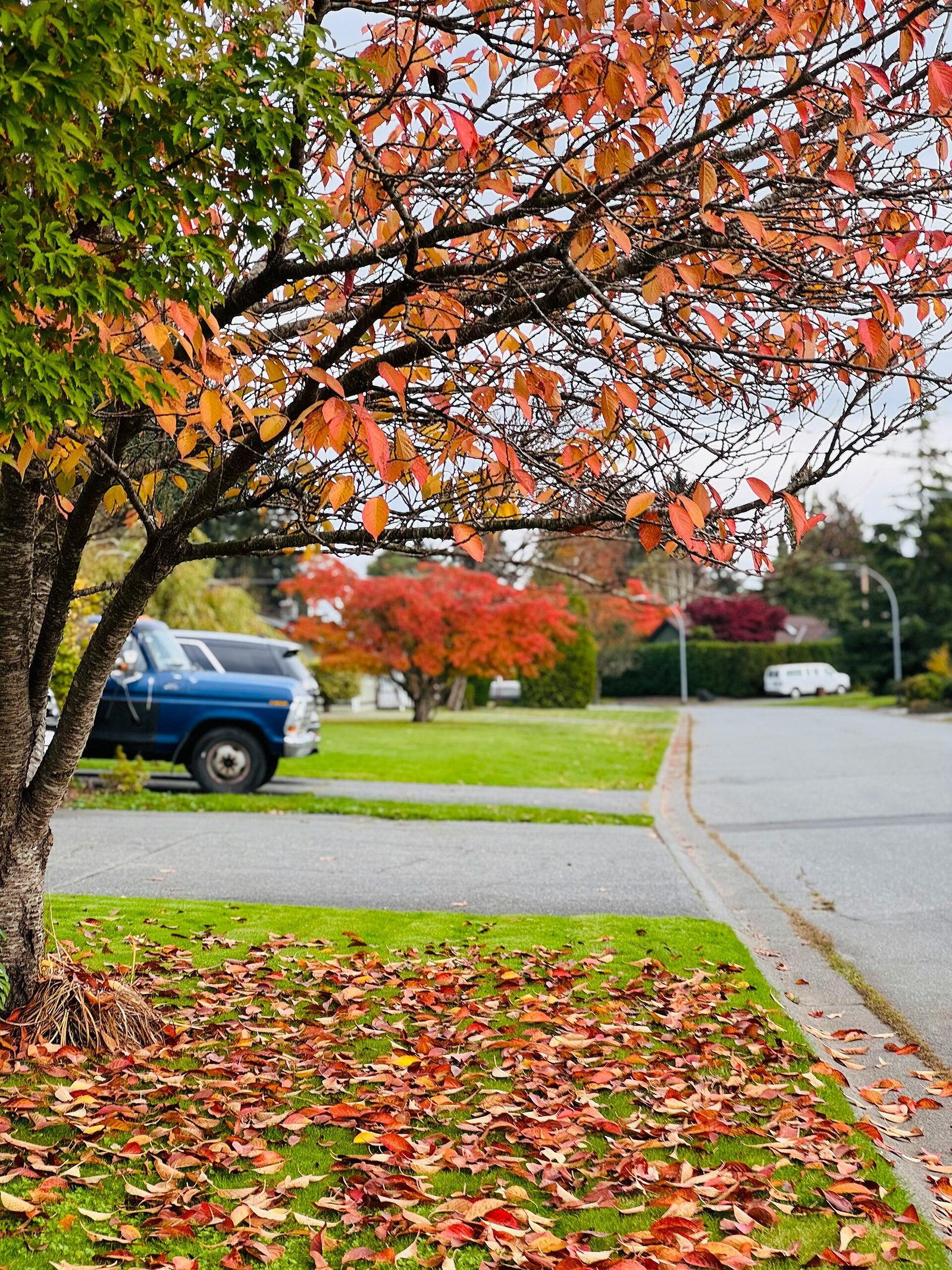Red autumn leaves on a residential street in Dallas