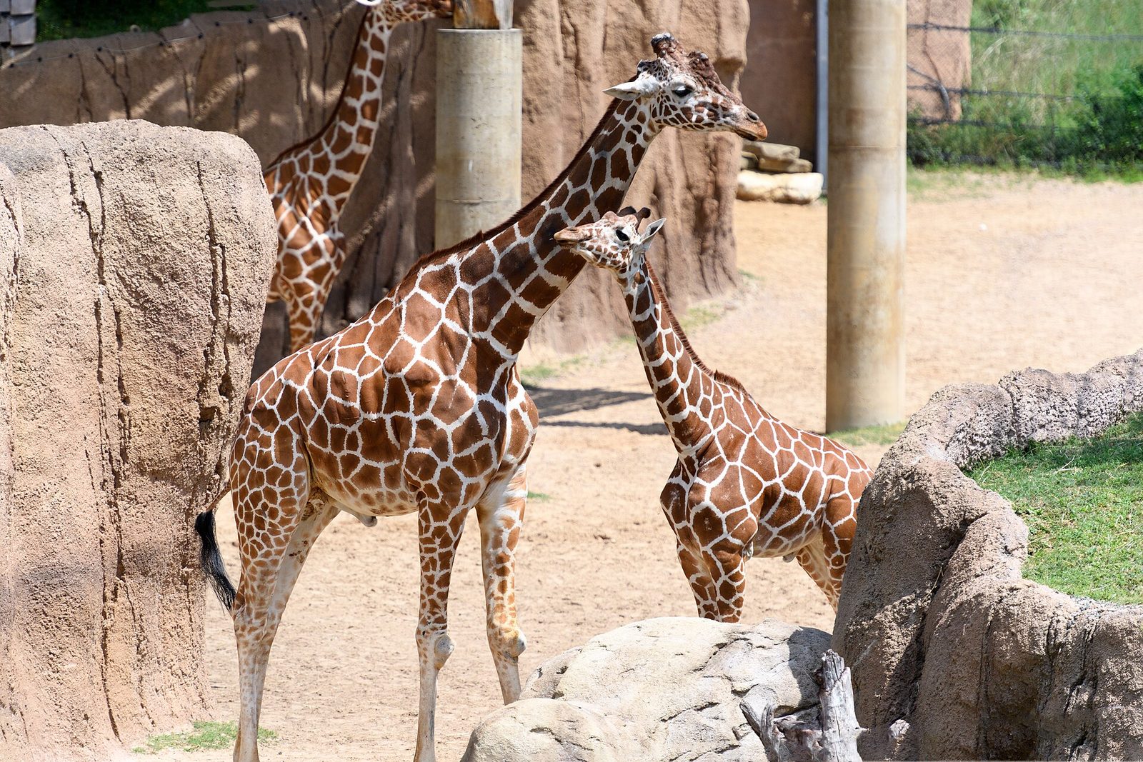 Giraffes in the outdoor habitat at the Dallas Zoo