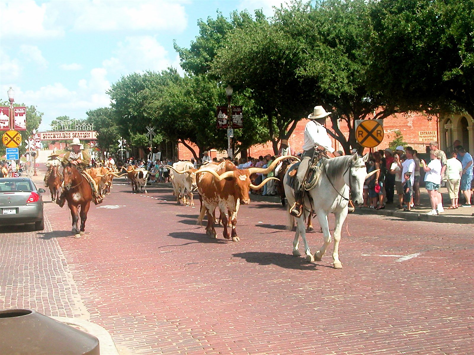 Longhorn cattle being driven along a brick street past crowds at the Fort Worth Stockyards