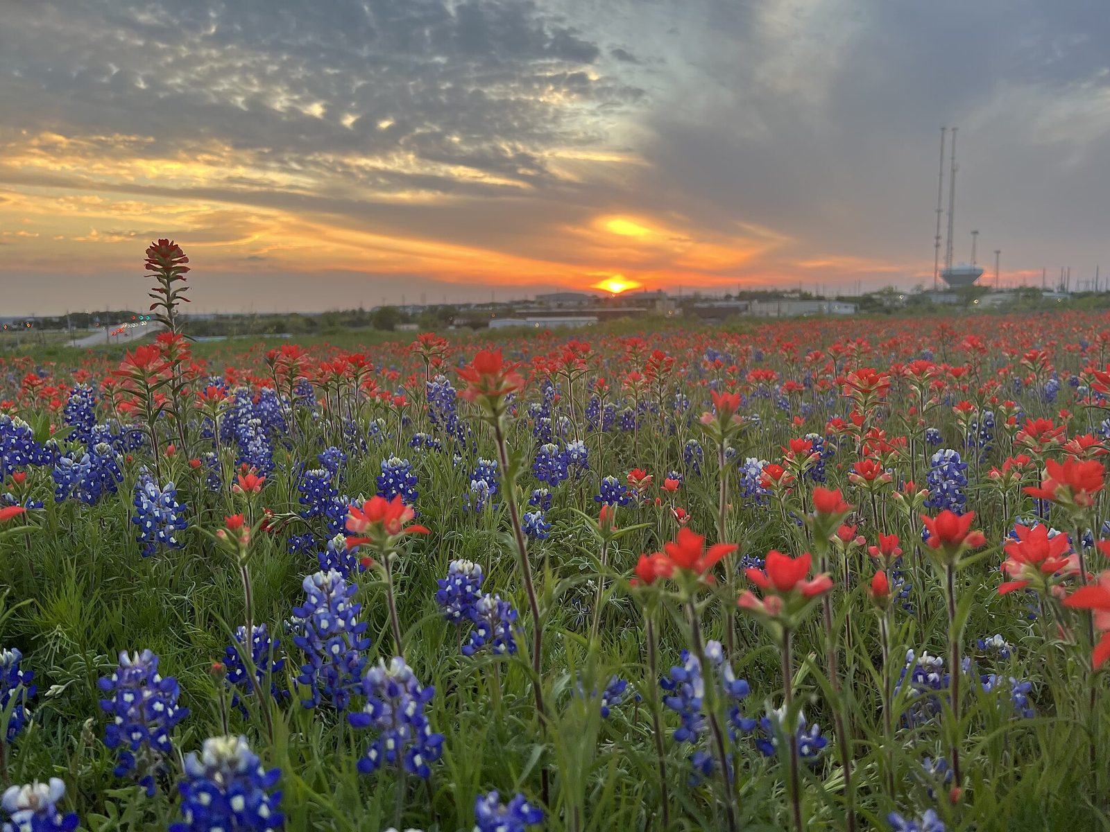 A field of bluebonnets and Indian paintbrush stretching to the horizon at sunset