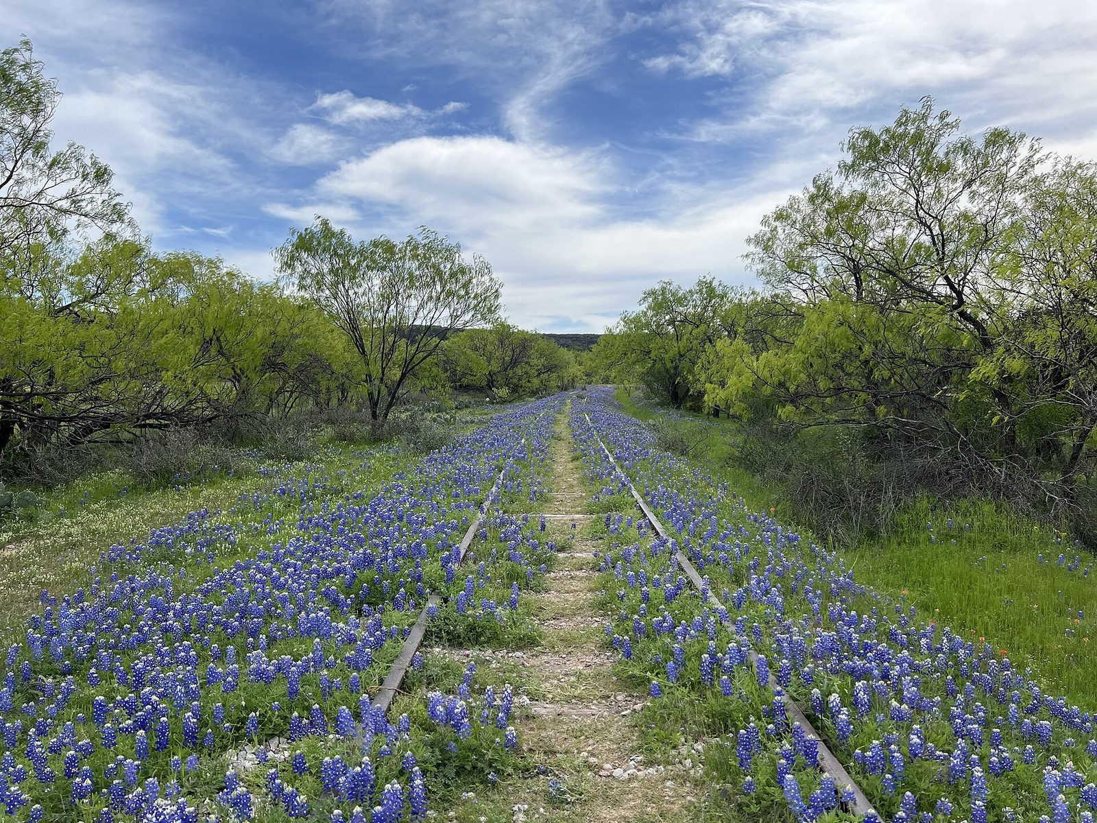A field of Texas bluebonnets in flower along a disused railway, marking the best time to visit Dallas in spring